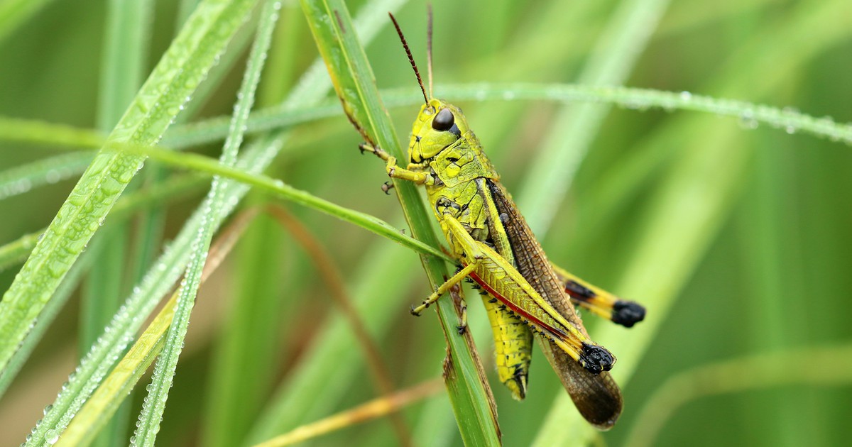 Insects – Swiss Food Research